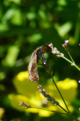 Theagenes dichrous