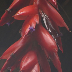 Tillandsia compacta