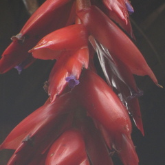 Tillandsia compacta