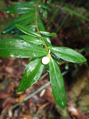 Pimelea drupacea