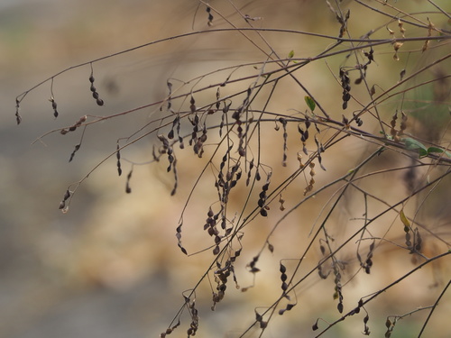Desmodium tortuosum