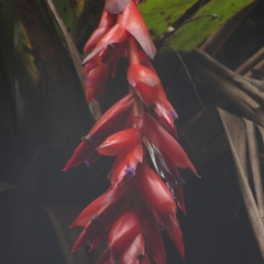 Tillandsia compacta