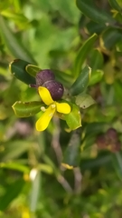 Cneorum tricoccon