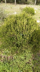 Cneorum tricoccon