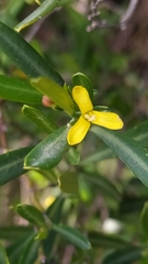 Cneorum tricoccon