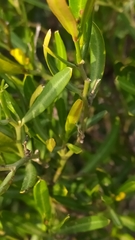 Cneorum tricoccon