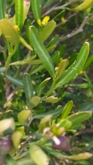 Cneorum tricoccon