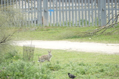 Oryctolagus cuniculus