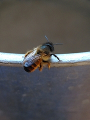 Osmia bicornis