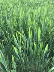 Triticum aestivum