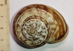 Codringtonia