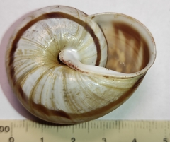 Codringtonia
