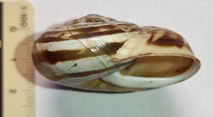 Codringtonia