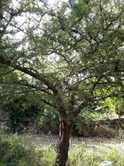 Vachellia caven