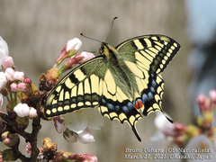 Papilio machaon hippocrates