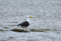 Larus marinus