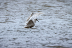 Larus glaucoides