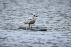 Larus glaucoides