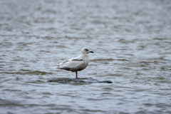 Larus glaucoides