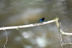 Matrona basilaris