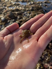 Octopus bimaculatus