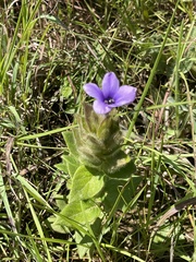 Barleria ovata
