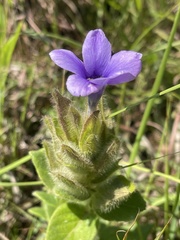 Barleria ovata