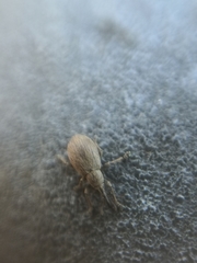 Trichopterapion holosericeum