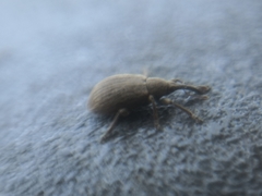 Trichopterapion holosericeum