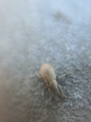 Trichopterapion holosericeum