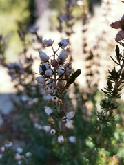 Erica cinerea