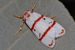 Cyana pretoriae