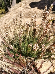 Erica cinerea