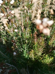 Erica cinerea