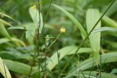 Ceriagrion auranticum