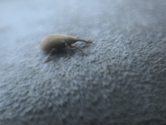 Trichopterapion holosericeum