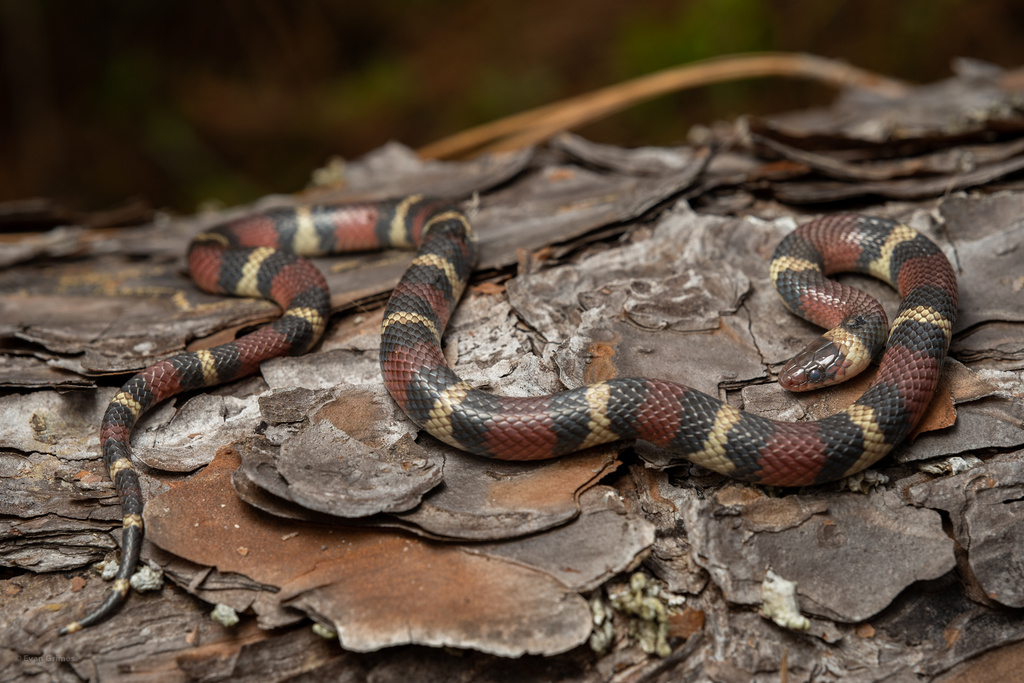 10 Facts About The Scarlet Kingsnake – Snake Radar