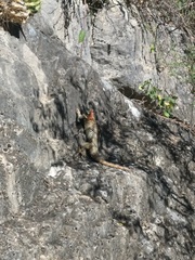 Sceloporus torquatus binocularis