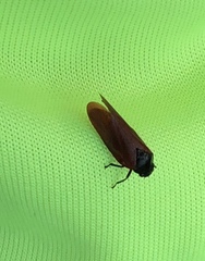 Eoscarta karschi