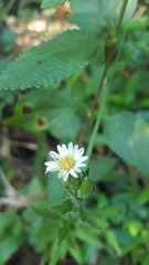 Noticastrum