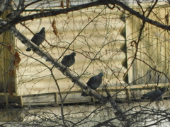 Columba livia domestica