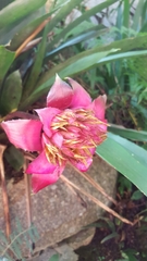 Canistrum cyathiforme