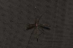 Ptilogyna gracilis gracilis