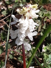 Corydalis cava