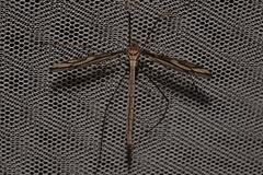 Ptilogyna gracilis gracilis