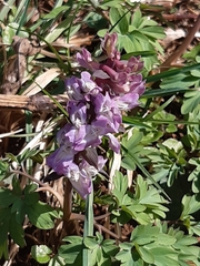 Corydalis cava