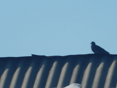 Columba livia domestica