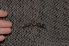 Ptilogyna gracilis gracilis