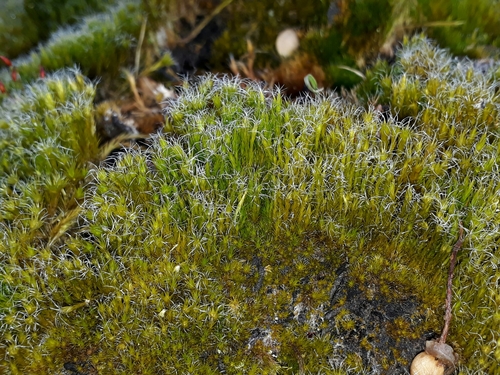 Heath Star-moss