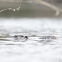 Myocastor coypus